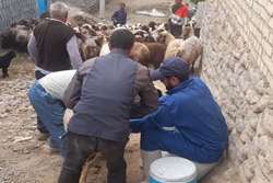 آمادگی واحد مبارزه شبکه دامپزشکی شهرستان درگز جهت اجرای فاز دوم واکسیناسیون تب برفکی